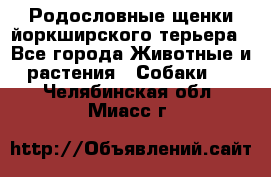 Родословные щенки йоркширского терьера - Все города Животные и растения » Собаки   . Челябинская обл.,Миасс г.